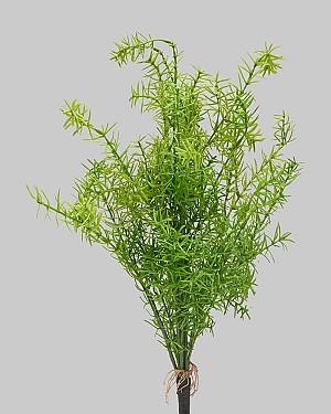 Asparagus Spring Fern Bush 20&quot; Green