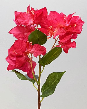 Bougainvillea 19&quot; Red