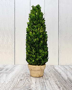 Boxwood Cone Topiary with Pot 17&quot;H 
