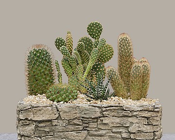 Planted Arrangements 