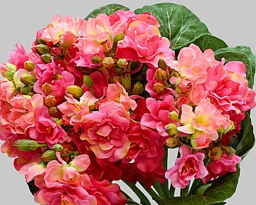 Kalanchoe