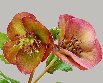 Hellebores