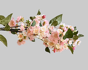 Blossom Branch