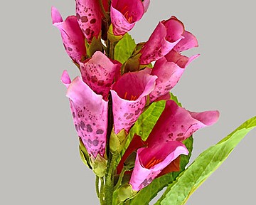 Foxglove