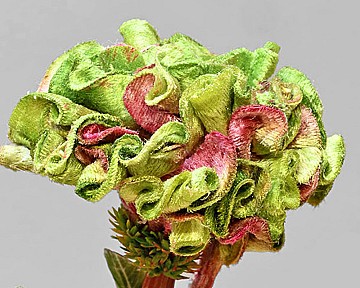 Celosia 