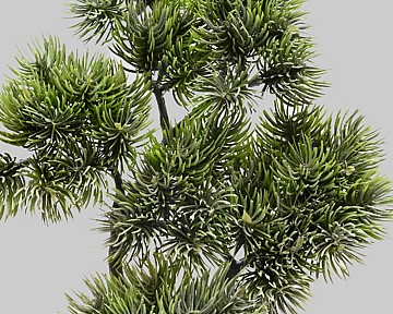 Fir Branch