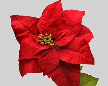 Poinsettia 