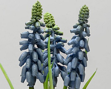Muscari 