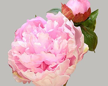 Peony
