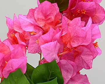 Bougainvillea