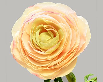 Ranunculus