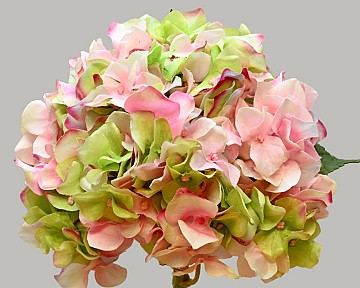 Hydrangea