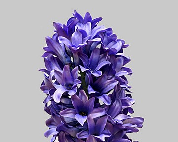 Hyacinth