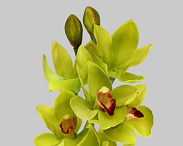 Orchid - Cymbidium