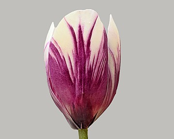 Tulip