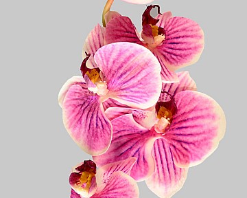 Orchid - Phalaenopsis