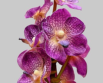 Orchid - Vanda