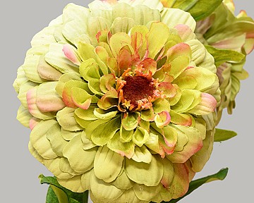 Zinnia