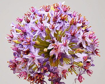 Allium