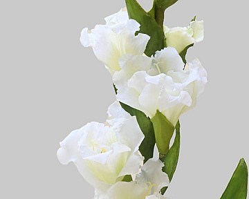Gladiolus