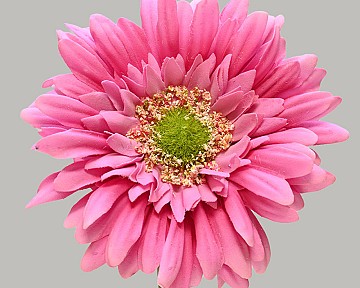 Gerbera Daisy