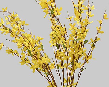 Forsythia Branch