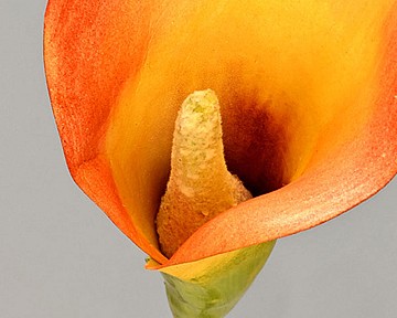Calla Lily