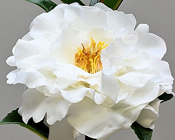 Camellia