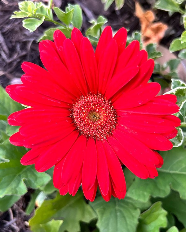 Gerbera