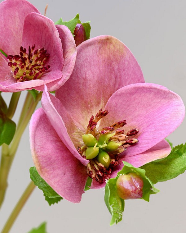 Hellebore1