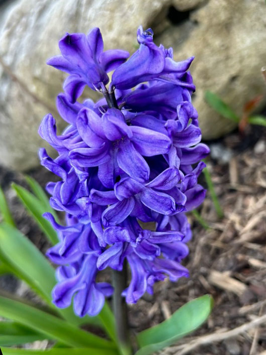 Hyacinth7