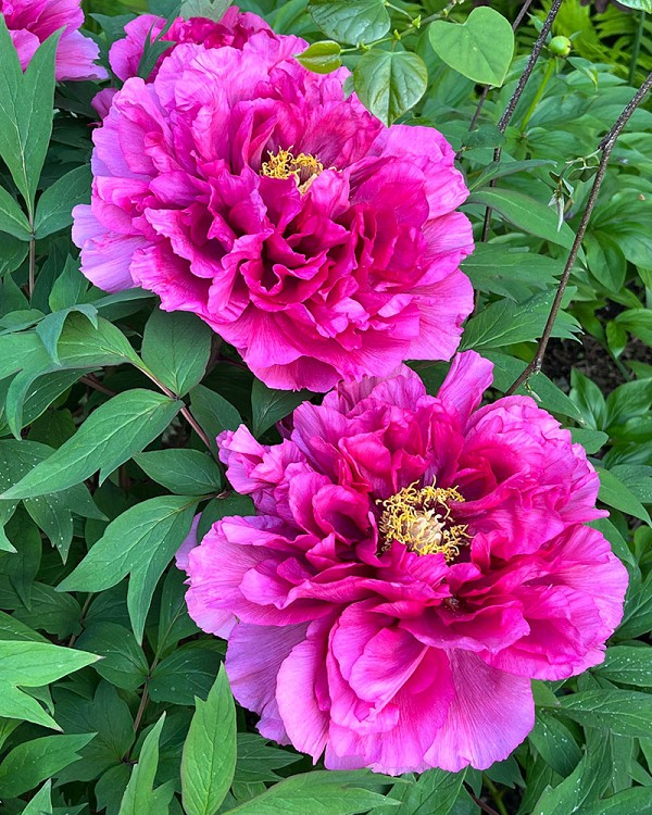 Peony2