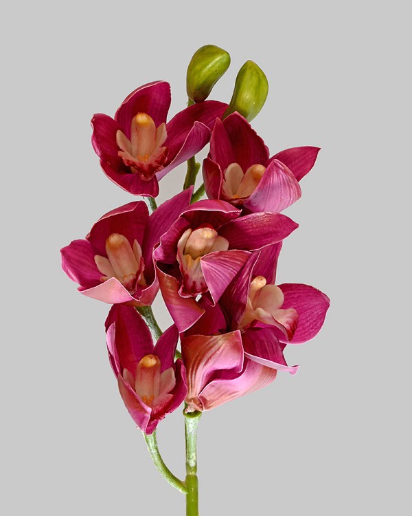 Orchid - Cymbidium