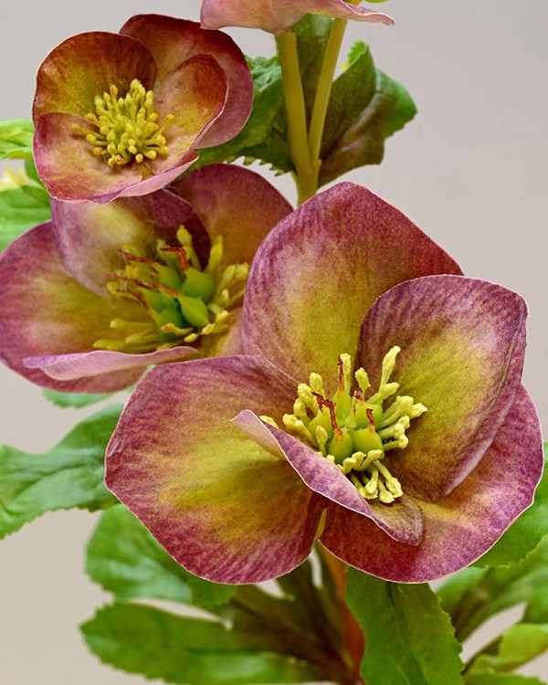 Hellebores
