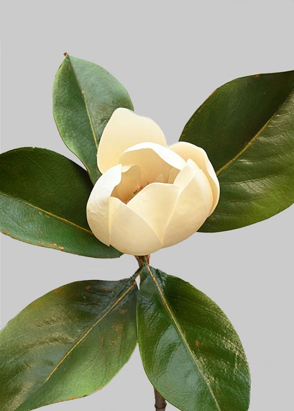 Magnolia
