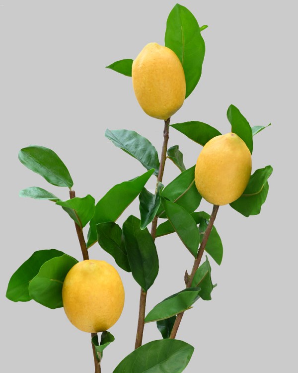 Fruit Branches