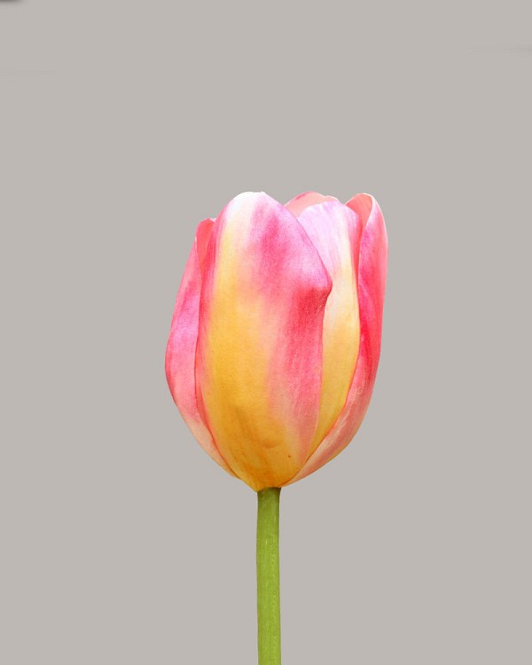 Tulip