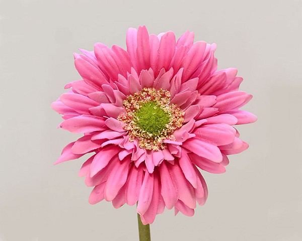 Gerbera