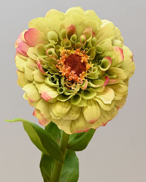Zinnia