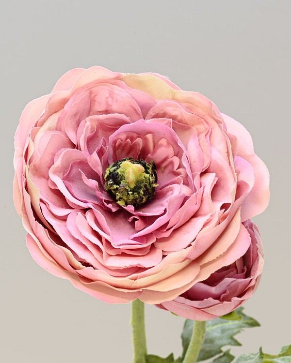 Ranunculus