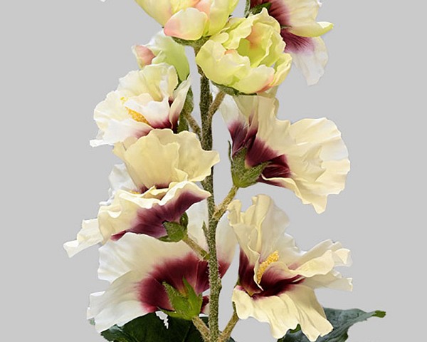 Hollyhock