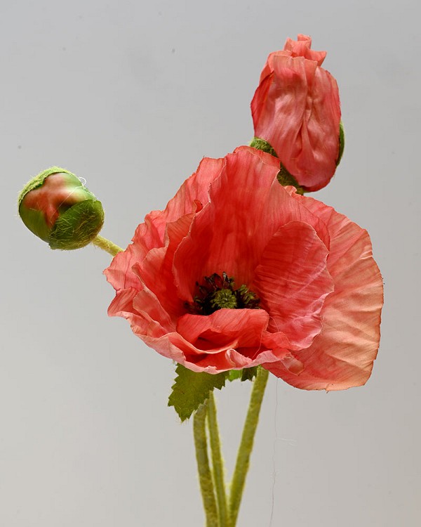 Poppy