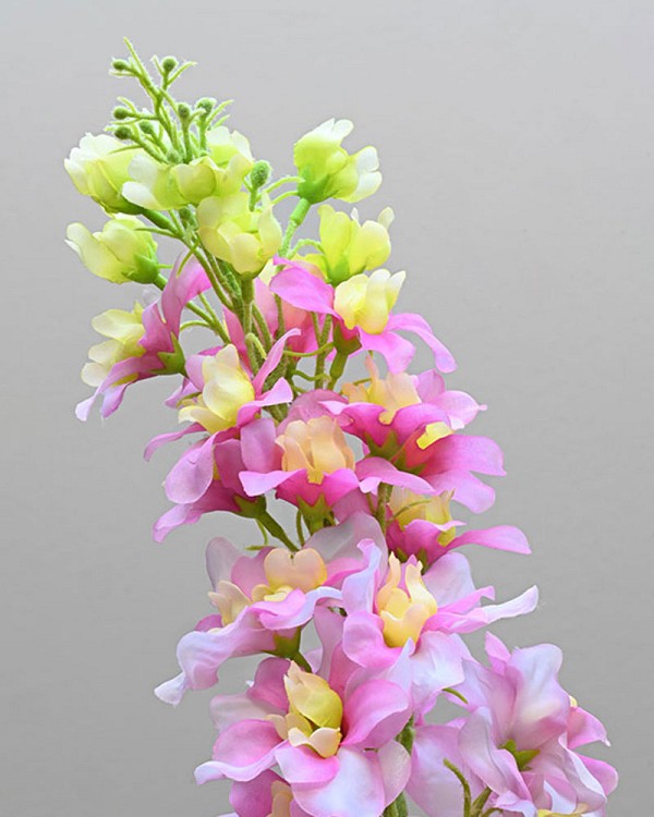 Delphinium 