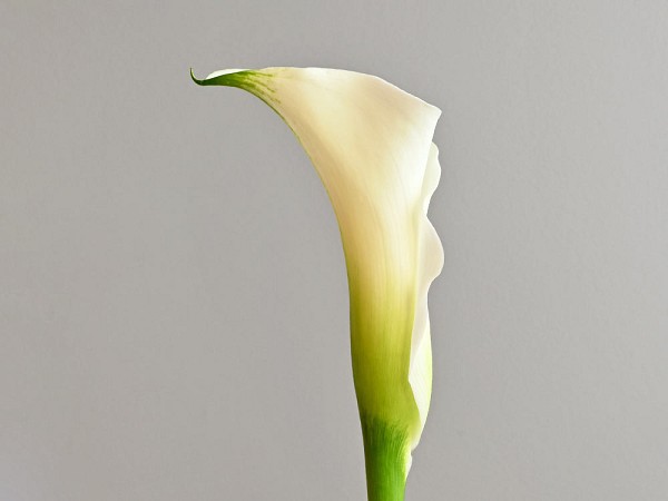 Calla Lily