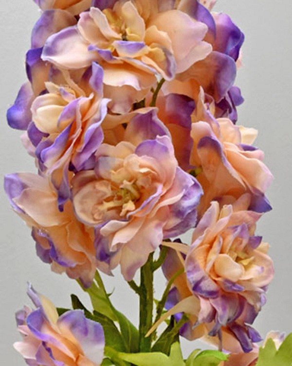 Delphinium5