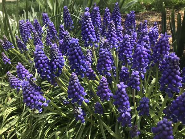 Muscari55