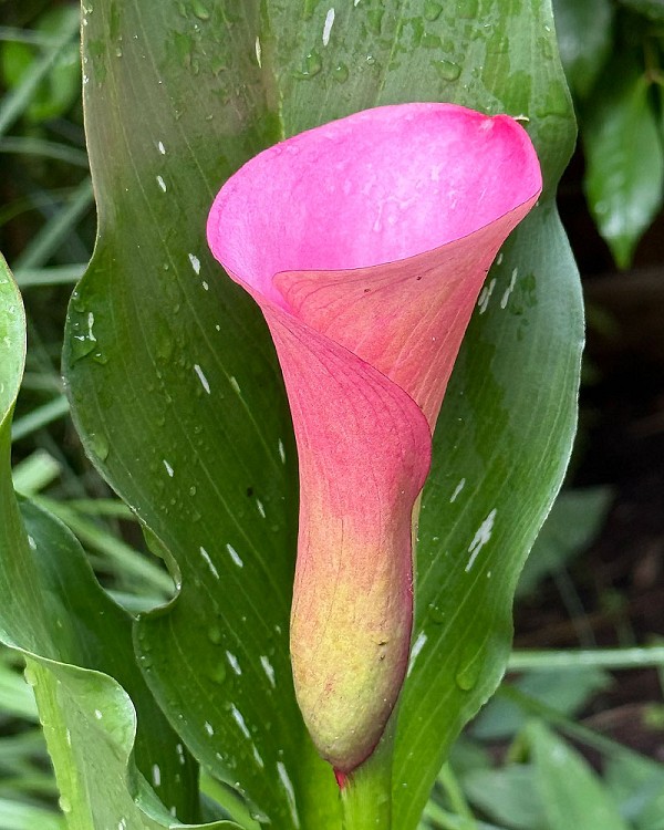 Calla1
