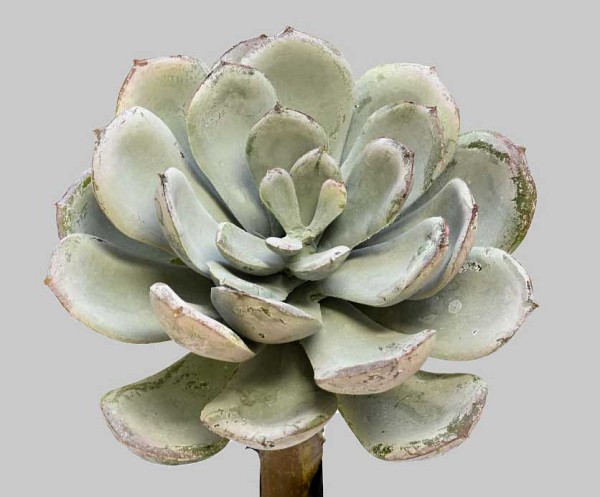 Succulent-2