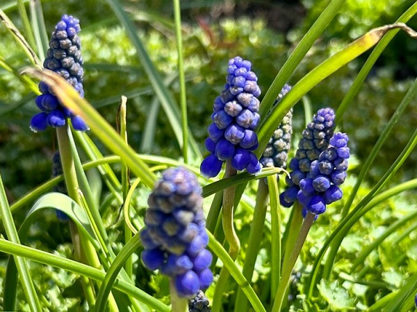 Muscari5