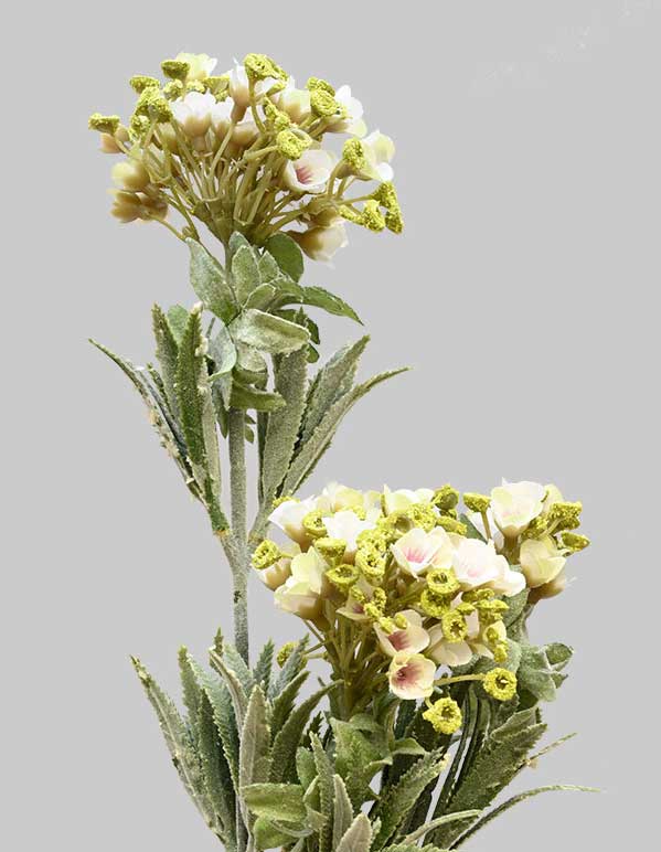 Mountain-Bloom-White